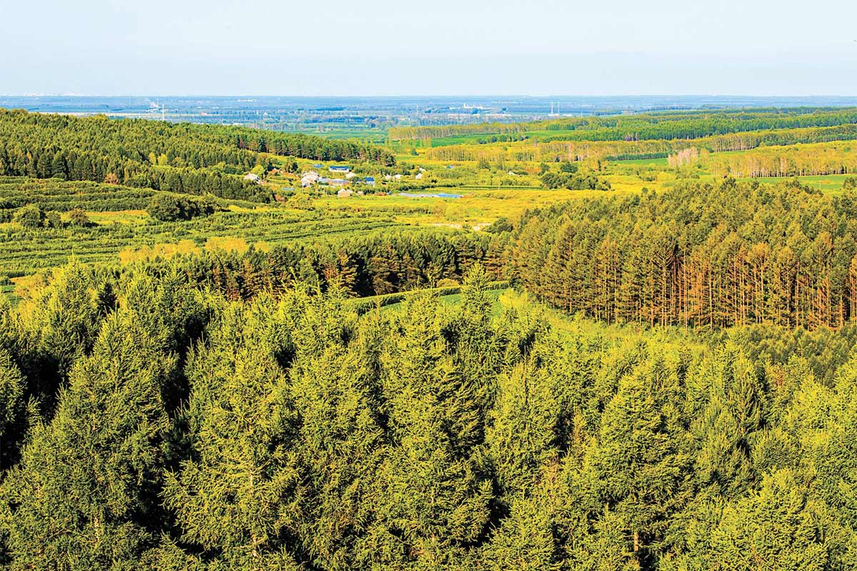 林权及树木拍卖